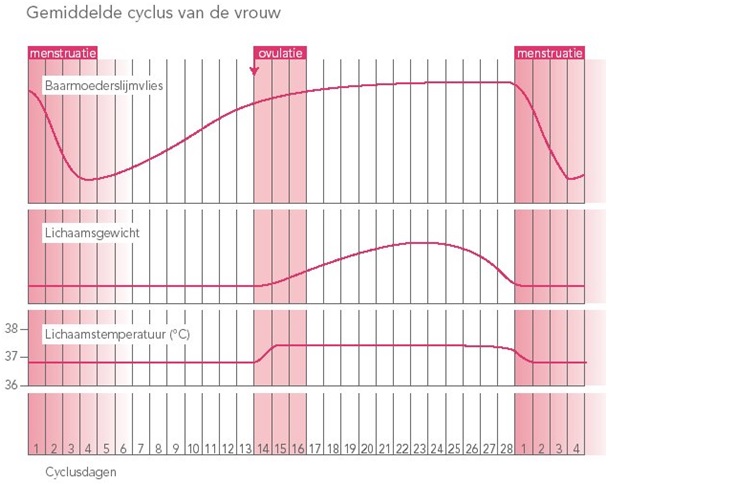 gemiddelde cyclus